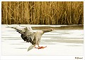 grauwe gans_20100308_015